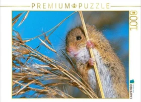 Calvendo Neugierige Zwergmaus auf einem Pflanzenstengel