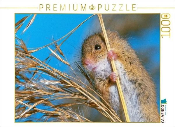 Calvendo Neugierige Zwergmaus auf einem Pflanzenstengel