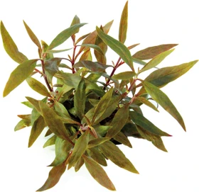 Dennerle Wasserpflanze In-Vitro A03 Alternanthera Reineckii Mini