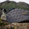 adidas Terrex Trailmaker 2 GTX Speed Lace carbon/grey three/silver green (Herren) Vorschaubild
