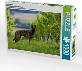 Calvendo Ein Motiv aus dem Kalender Holländischer Schäferhund