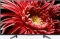 Sony KD-55XG8577 Vorschaubild
