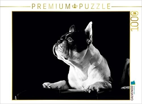 Calvendo Juno - Französische Bulldogge, 4 Jahre