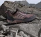 adidas Terrex AX4 GTX burgundy/preloved fig/warm clay (Damen) Vorschaubild