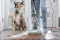 Bissell CrossWave HydroSteam Pet Pro Wischsauger Vorschaubild
