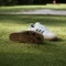 adidas Samba Spikeless Golf cloud white/collegiate green/gum Vorschaubild
