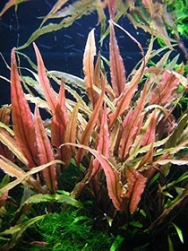 Tropica Wasserpflanze In-Vitro 1-2-Grow! Cryptocoryne Undulatus Red