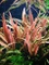 Tropica Wasserpflanze In-Vitro 1-2-Grow! Cryptocoryne Undulatus Red Vorschaubild