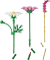 LEGO Botanicals - Kosmeen Vorschaubild