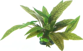 Dennerle Wasserpflanze In-Vitro C222 Cryptocoryne x Purpurea