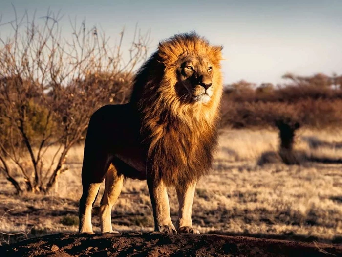 Ravensburger Puzzle Der Löwe Der Koenig der Tiere