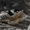 adidas Terrex AX4 wonder beige/carbon/pure ruby (Herren) Vorschaubild