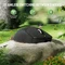 Attack Shark X8 SE Tri-mode Wireless Gaming Mouse, schwarz, inkl. Grip Tape, USB/Bluetooth Vorschaubild