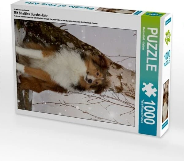 Calvendo Ein Motiv aus dem Kalender Mit Shelties durchs Jahr