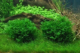 Tropica Wasserpflanze In-Vitro 1-2-Grow! Monosolenium Tenerum