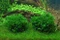 Tropica Wasserpflanze In-Vitro 1-2-Grow! Monosolenium Tenerum Vorschaubild