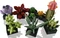 LEGO Botanicals - Sukkulenten Vorschaubild