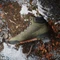 adidas Terrex Snowpitch Cold.RDY olive strata/bronze strate/semi impact orange Vorschaubild