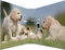 Herma Ordner 2-Ring mit Motiv, 70mm, A4, Animals Hunde Vorschaubild