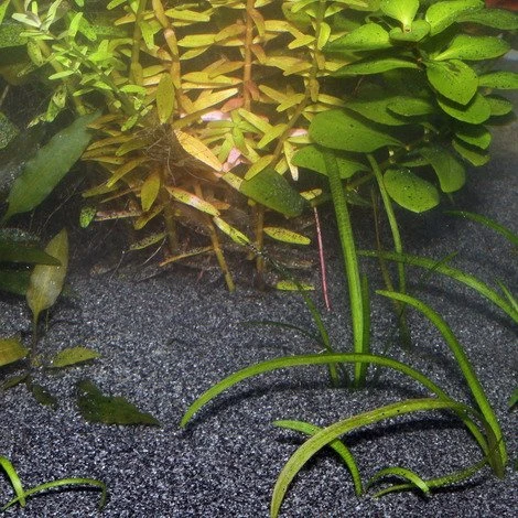 JBL Sansibar DARK Bodengrund für Süßwasser und Meerwasser-Aquarien, 5kg