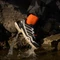adidas Terrex Skychaser GTX core black/grey one (Herren) Vorschaubild