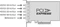 Blackmagic Design DeckLink Duo 2 Mini Vorschaubild