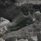 adidas Terrex Skychaser AX5 Gore-Tex olive strata/night cargo/tent green (Damen) Vorschaubild