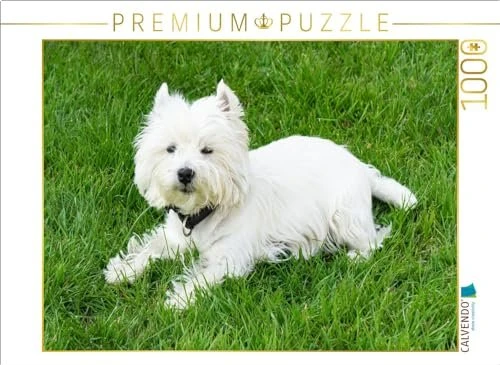 Calvendo Süßer West Highland White Terrier liegt im Gras