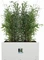 Elho Vivo Next Blumentopf Vorschaubild