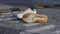 adidas Duramo Speed 2 chalk white/cyber metallic/crystal linen (Damen) Vorschaubild