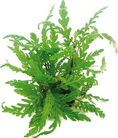 Dennerle Fiederspaltiger Wasserfreund - Hygrophila pinnatifida getopft