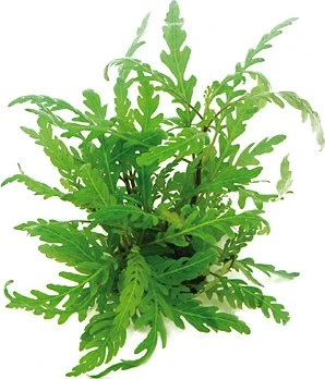 Dennerle Fiederspaltiger Wasserfreund - Hygrophila pinnatifida getopft