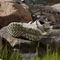adidas Terrex Hydroterra AT wonder beige/core black Vorschaubild