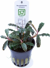 Tropica Bucephalandra 'Kedagang'