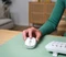 Trust Yvi+ Compact Multi-Device Wireless Mouse weiß, USB/Bluetooth Vorschaubild