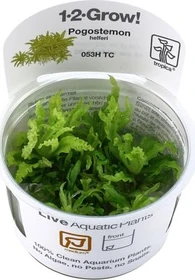 Tropica Wasserpflanze In-Vitro 1-2-Grow! Pogostemon Helferi 53B