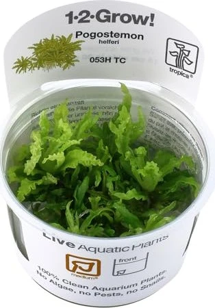 Tropica Wasserpflanzen im Becher, In-Vitro 1-2-Grow!