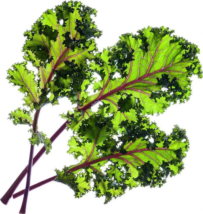 Click and Grow Rotkohl
