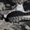 adidas Terrex Freehiker 3 Ultra Gore-Tex cloud white/core black/off white Vorschaubild
