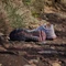 adidas Terrex Soulstride preloved fig/grey one/burgundy (Damen) Vorschaubild
