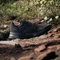 adidas Terrex Soulstride Rain.RDY core black/carbon/grey six (Herren) Vorschaubild