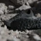 adidas Terrex Skychaser Tech GTX core black/grey one/grey five Vorschaubild