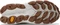 New Balance Fresh Foam X Trail More v3 white/turtledove (Damen) Vorschaubild