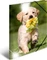 Herma Glossy Tiere Sammelmappe, A3, Hunde Vorschaubild