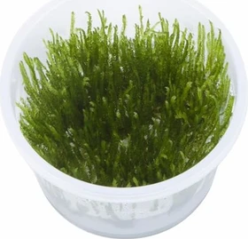 Tropica Wasserpflanze In-Vitro 1-2-Grow! Taxiphyllum Spiky
