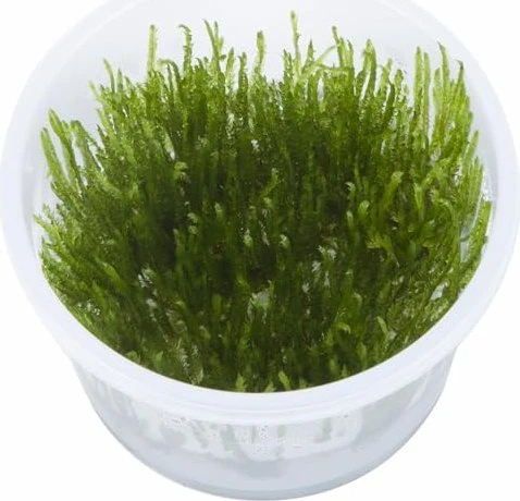 Tropica Wasserpflanze In-Vitro 1-2-Grow! Taxiphyllum Spiky