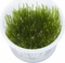 Tropica Wasserpflanze In-Vitro 1-2-Grow! Taxiphyllum Spiky Vorschaubild