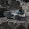 adidas Eastrail 2.0 grey three/grey one/putty mauve (Damen) Vorschaubild