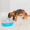 PetSafe Drinkwell Butterfly Trinkbrunnen, 1.5l Vorschaubild
