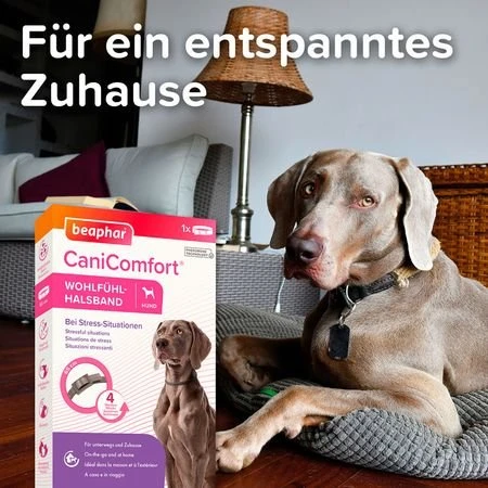 beaphar CaniComfort Pheromon Wohlfühl-Halsband 65cm, 1 Stück